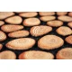 Sdim Αντιολισθητικό Πατάκι Εισόδου Ecomat 040 Tree Rings 45x75εκ.